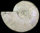 Silver Iridescent Ammonite - Madagascar #64847-1